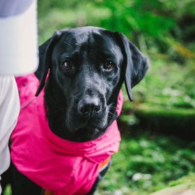 Dog Coats Small Waterproof,Warm Outfit Clothes Dog Jackets Small,Adjustable Drawstring Warm And Cozy Dog Sport Vest-pink size XL